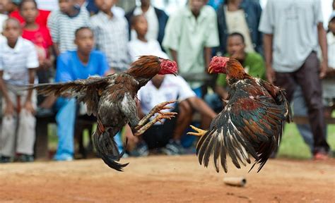 The Majestic Cockfight .